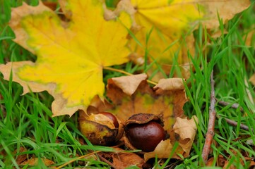 Close up view of fallen leaves in autumn park
