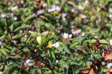 Flowers and buds of a cotton plant closeup on a blurred background.