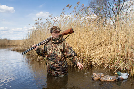 the waterfowler walks on the lake and leads the tied plastic decoys for ducks