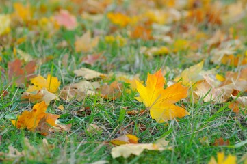 yellow autumn leaves on grass