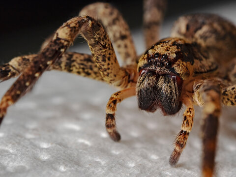 Portrait of a house spider (Tegenaria domestica)