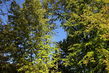 Close-up of birch branches with yellow foliage on a blue sky background. Autumn or fall abstract background. September 2021