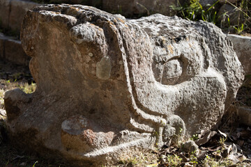 Obraz premium stump in the forest