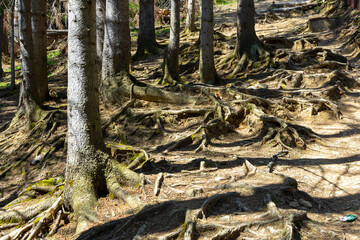 Wystające korzenie w lesie idąc pod górę