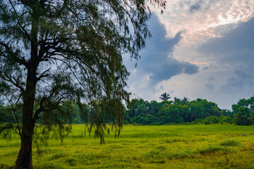 Obraz premium The farm has turned green due to rains in a small village near Suruchi Beach in Vasai