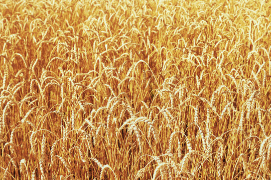 Gold ears of wheat in warm sunlight. Wheat field in sunset light. Autumn harvest of grain crops.