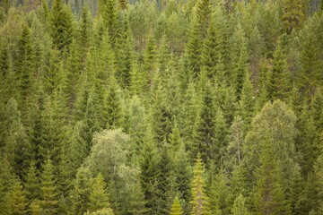 Beautiful natural landscape green forest and mount