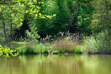 étang du Sépay, Réserve naturelle