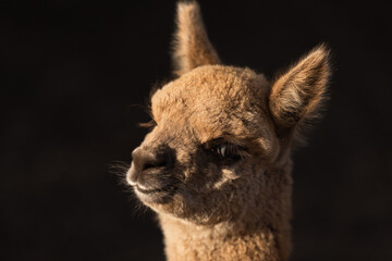 alpaca