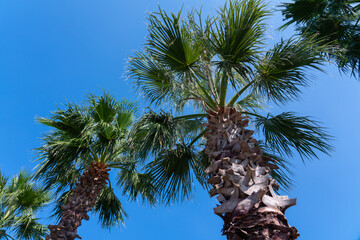 palm trees against blue sky