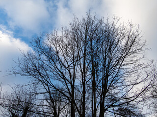 Bare branches of tree and sky in winter