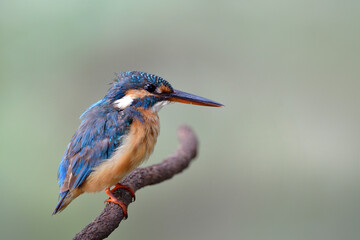 Fototapeta premium chubby blue bird perching on curve branch expose over soft lighting on blur green background, common kingfisher