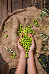 hands of a farmer holding organic green olives to prepare olive oil on a brown cloth sack