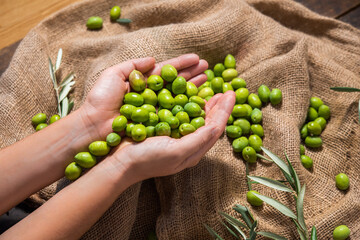 hands of a farmer holding organic green olives to prepare olive oil on a brown cloth sack