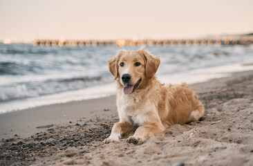 golden retriever on the beach. picture with copy space for text design - Powered by Adobe