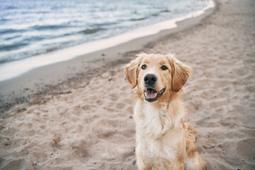 Top view portrait of golden retriever  sitting on the seashore. Happy purebred dog is looking into the camera - obrazy, fototapety, plakaty