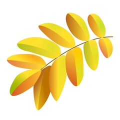 Autumn leaves. Rowan. Leaf fall, forest and park. Orange.