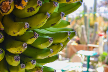 A bunch of bananas. These are bananas grown in the Canary Islands. They are smaller in size but...