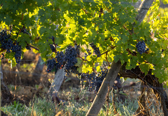 Red wine grapes ready to harvest and wine production. Saint Emilion, France