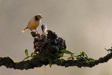Yellow Canary bird just feeding her chick in the bright morning with bokeh background.