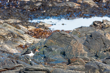 Oystercatcher on rocks by the sea