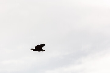 White-tailed eagle in silhouette on the sky