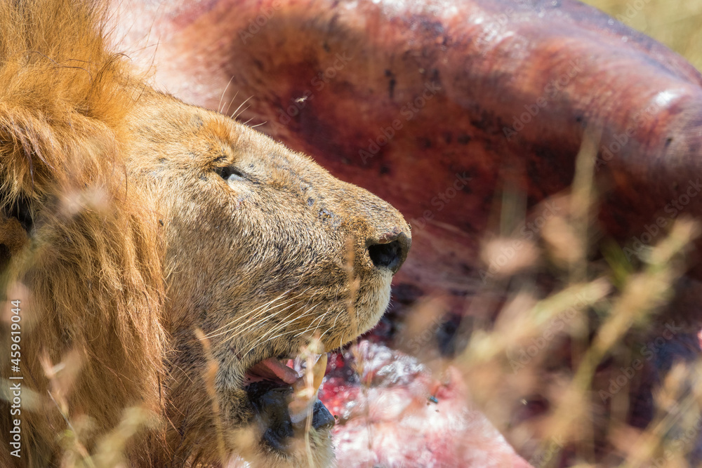 Poster Male lion with a open mouth