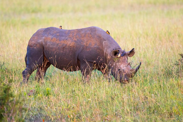 Black rhinoceros walking in the grass on the savanna
