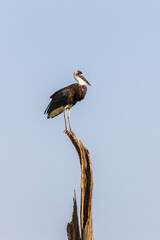 White necked stork on a treetop at a blue sky