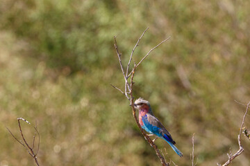 Lilac-breasted roller on a tree at the african savanna