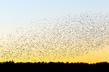 Big flock of birds in the dawn over the forest