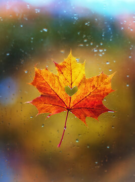 A beautiful maple leaf with a heart inside on a wet window with rain drops. Autumn mood. Valentine's Day © Oxana