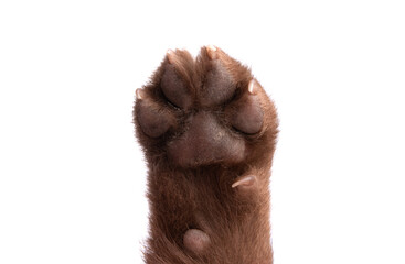 dog paw isolated