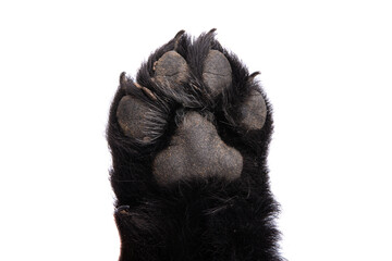 dog paw isolated