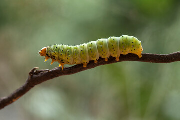 Beautiful Pose of Caterpillars