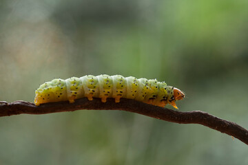 Beautiful Pose of Caterpillars