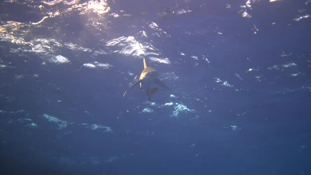 An oceanic whitetip shark (Carcharhinus longimanus) in the Red Sea swimming with sunlight in the background, Brother Islands, Egypt	