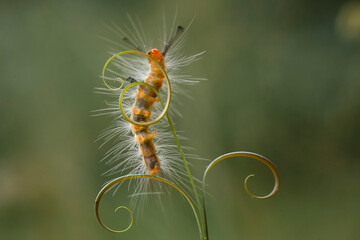 Beautiful Pose of Caterpillars