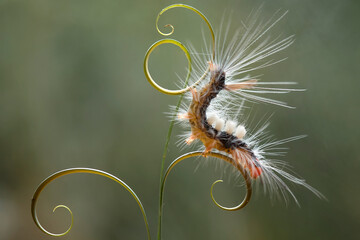 Beautiful Pose of Caterpillars