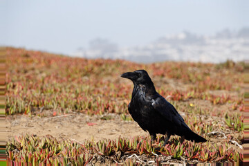 raven on the ground