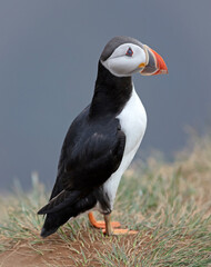 The atlantic puffin lives on the ocean and comes for nesting and breeding to the shore. They are seen in big numbers on Iceland
