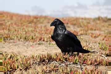 raven on the ground