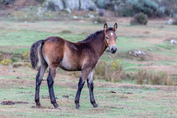 Fototapeta na wymiar Nice chestnut colored foal in the meadow. Young horse.