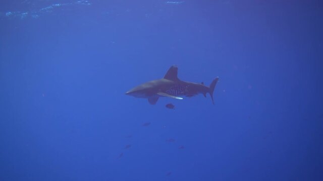 An oceanic whitetip shark (Carcharhinus longimanus) in the Red Sea swimming in the blue Brother Islands, Egypt	
