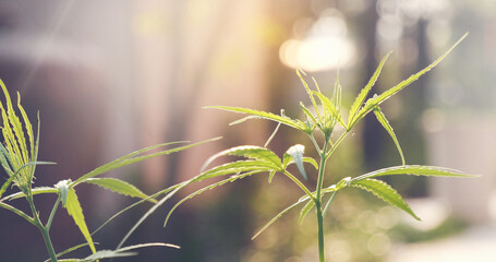 Green Marijuana tree cannabis plant narcotic herbal in greenhouse. Hemp leaf made cannabis crude oil medicine farm on sun light. CBC, THC herb agriculture Weed leaf Drug, medicine healthcare concept