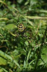 Striped spider closeup in nature
