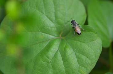 Tired bee laber resting on the leaf after seeks nectar from flowers on a Tuesday in morning.