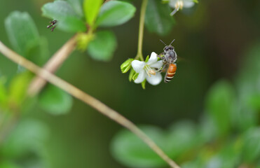 Bee laber seeks nectar from flowers on a Tuesday morning.