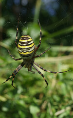 Striped spider closeup in nature