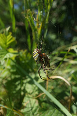 Striped spider closeup in nature
